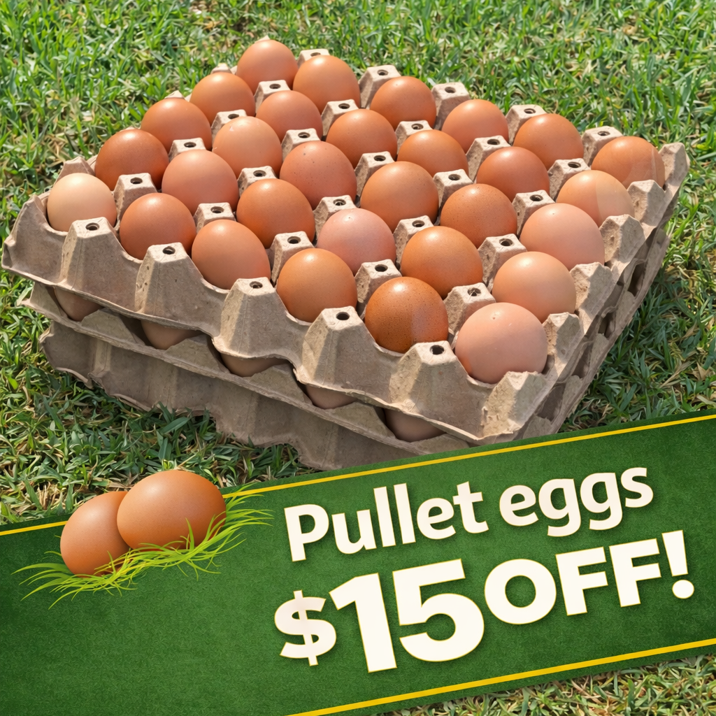 SALE | Pullet Eggs – 3 Tray Value Pack 🥚 (totalling 90 eggs)